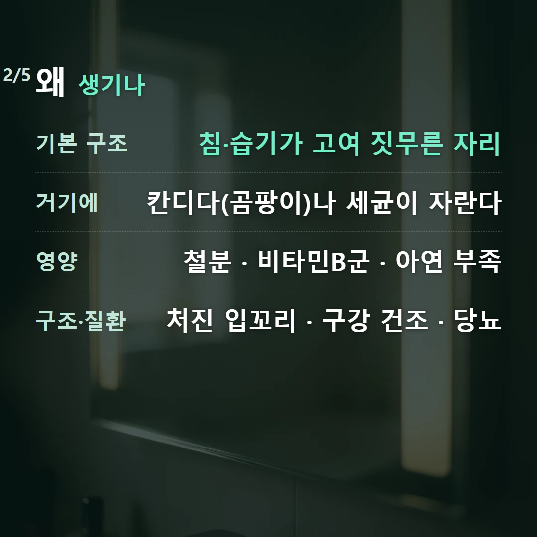 왜 생기나 — 기본 구조 침·습기가 고여 짓무른 자리, 거기에 칸디다(곰팡이)나 세균이 자란다, 영양 철분 · 비타민B군 · 아연 부족, 구조·질환 처진 입꼬리 · 구강 건조 · 당뇨