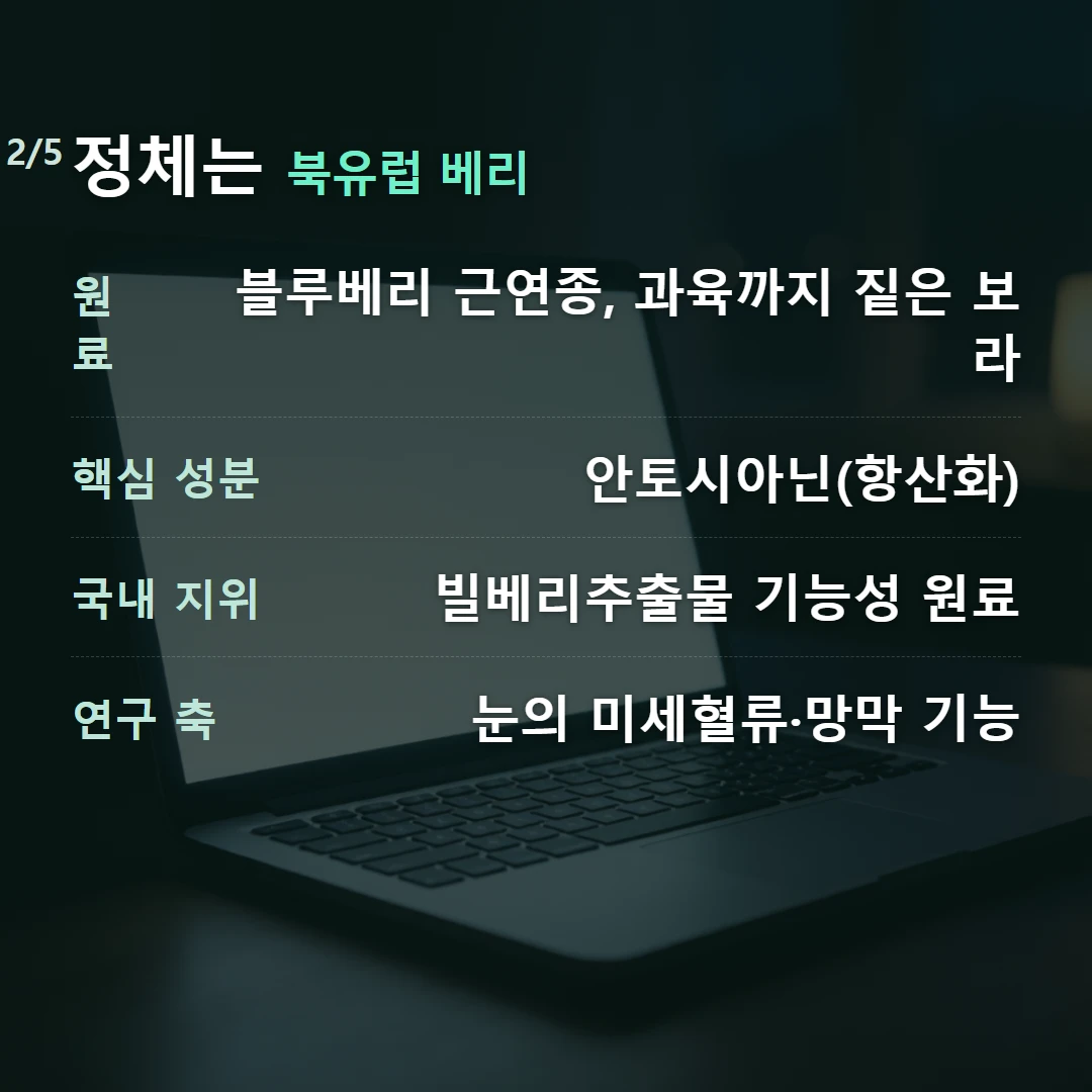 정체는 북유럽 베리 — 원료 블루베리 근연종, 과육까지 짙은 보라, 핵심 성분 안토시아닌(항산화), 국내 지위 빌베리추출물 기능성 원료, 연구 축 눈의 미세혈류·망막 기능