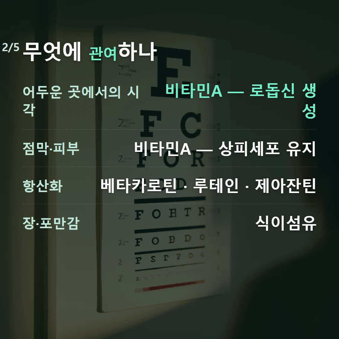 무엇에 관여하나 — 어두운 곳에서의 시각 비타민A — 로돕신 생성, 점막·피부 비타민A — 상피세포 유지, 항산화 베타카로틴 · 루테인 · 제아잔틴, 장·포만감 식이섬유