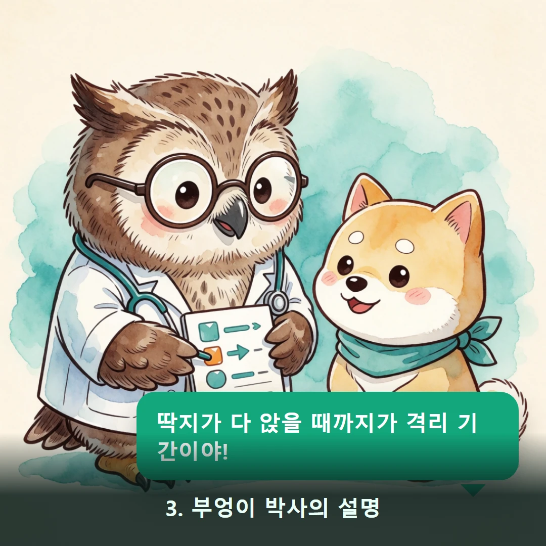 웹툰 3컷 — 3. 부엉이 박사의 설명 (딱지가 다 앉을 때까지가 격리 기간이야!)