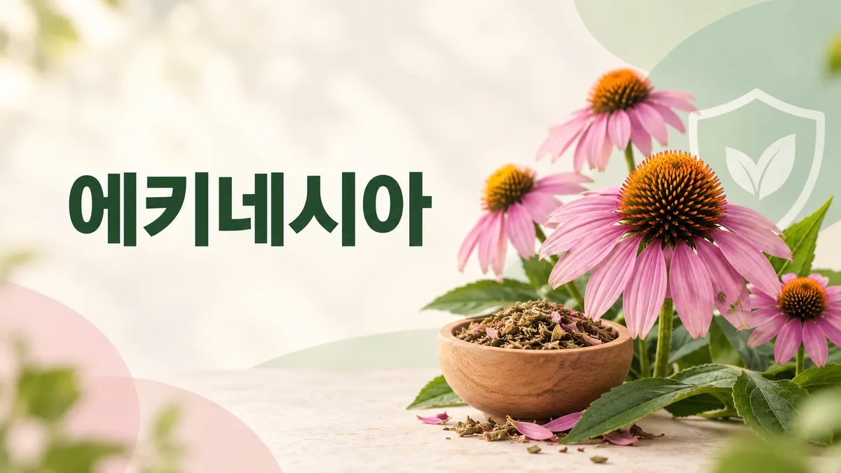 에키네시아 효능과 부작용, 감기 예방 근거는 어디까지