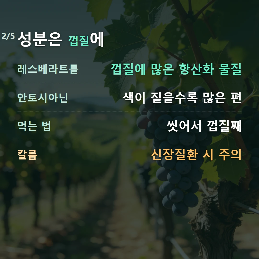 성분은 껍질에 — 레스베라트롤 껍질에 많은 항산화 물질, 안토시아닌 색이 짙을수록 많은 편, 먹는 법 씻어서 껍질째, 칼륨 신장질환 시 주의
