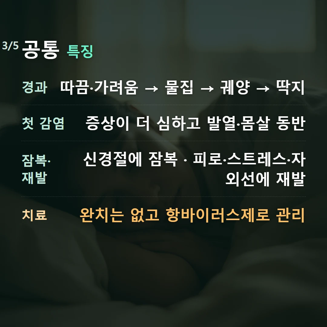 공통 특징 — 경과 따끔·가려움 → 물집 → 궤양 → 딱지, 첫 감염 증상이 더 심하고 발열·몸살 동반, 잠복·재발 신경절에 잠복 · 피로·스트레스·자외선에 재발, 치료 완치는 없고 항바이러스제로 관리