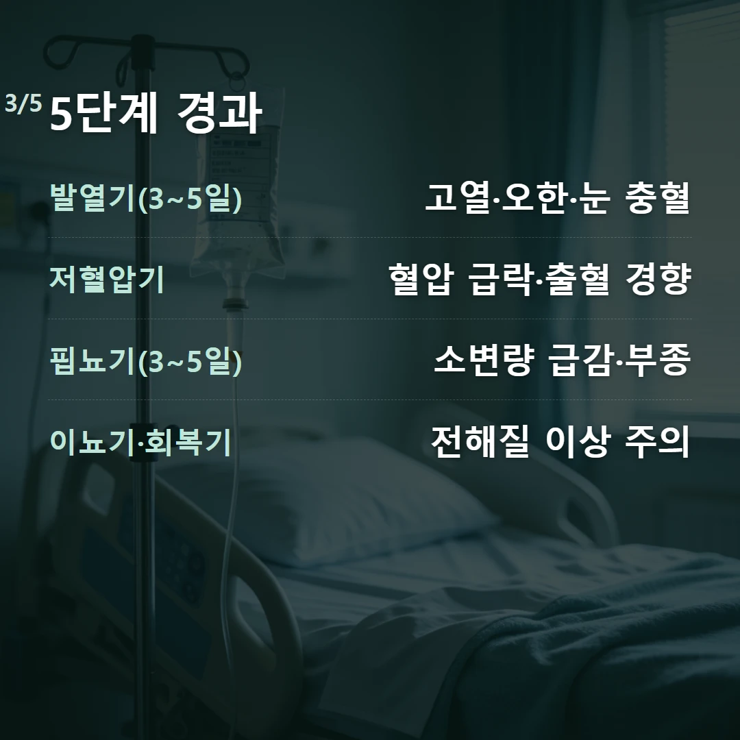 5단계 경과 — 발열기(3~5일) 고열·오한·눈 충혈, 저혈압기 혈압 급락·출혈 경향, 핍뇨기(3~5일) 소변량 급감·부종, 이뇨기·회복기 전해질 이상 주의