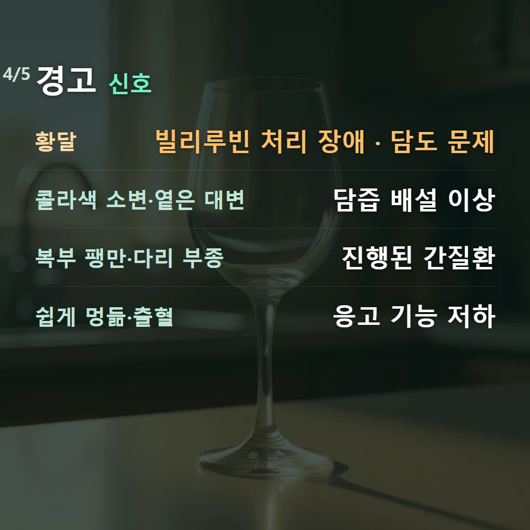 경고 신호 — 황달 빌리루빈 처리 장애 · 담도 문제, 콜라색 소변·옅은 대변 담즙 배설 이상, 복부 팽만·다리 부종 진행된 간질환, 쉽게 멍듦·출혈 응고 기능 저하