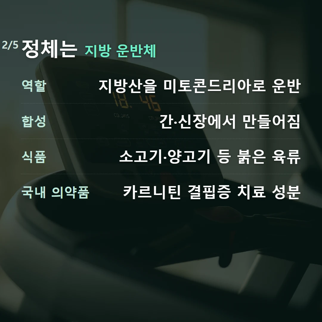 정체는 지방 운반체 — 역할 지방산을 미토콘드리아로 운반, 합성 간·신장에서 만들어짐, 식품 소고기·양고기 등 붉은 육류, 국내 의약품 카르니틴 결핍증 치료 성분