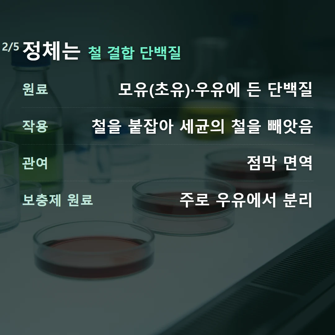정체는 철 결합 단백질 — 원료 모유(초유)·우유에 든 단백질, 작용 철을 붙잡아 세균의 철을 빼앗음, 관여 점막 면역, 보충제 원료 주로 우유에서 분리