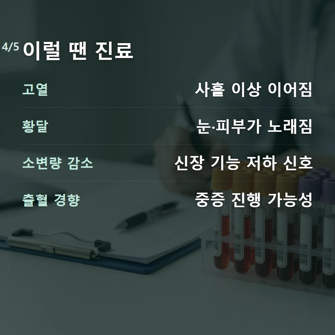 이럴 땐 진료 — 고열 사흘 이상 이어짐, 황달 눈·피부가 노래짐, 소변량 감소 신장 기능 저하 신호, 출혈 경향 중증 진행 가능성