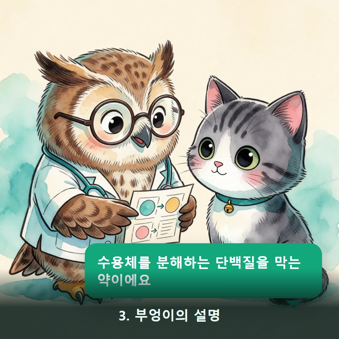 웹툰 3컷 — 3. 부엉이의 설명 (수용체를 분해하는 단백질을 막는 약이에요)