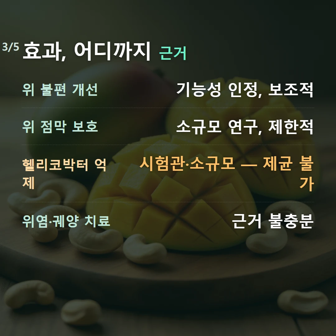 효과, 어디까지 근거 — 위 불편 개선 기능성 인정, 보조적, 위 점막 보호 소규모 연구, 제한적, 헬리코박터 억제 시험관·소규모 — 제균 불가, 위염·궤양 치료 근거 불충분