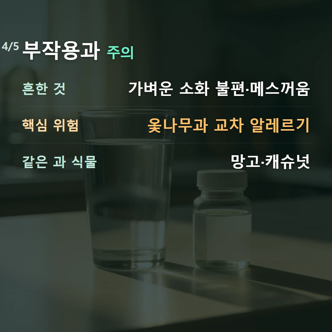 부작용과 주의 — 흔한 것 가벼운 소화 불편·메스꺼움, 핵심 위험 옻나무과 교차 알레르기, 같은 과 식물 망고·캐슈넛