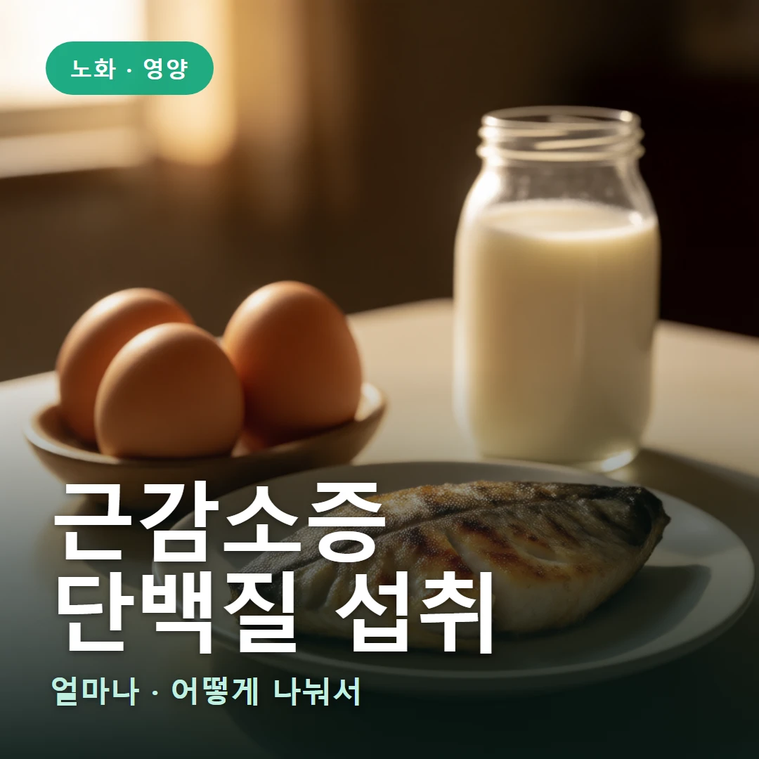 근감소증 단백질 요약 표지 — 얼마나 · 어떻게 나눠서