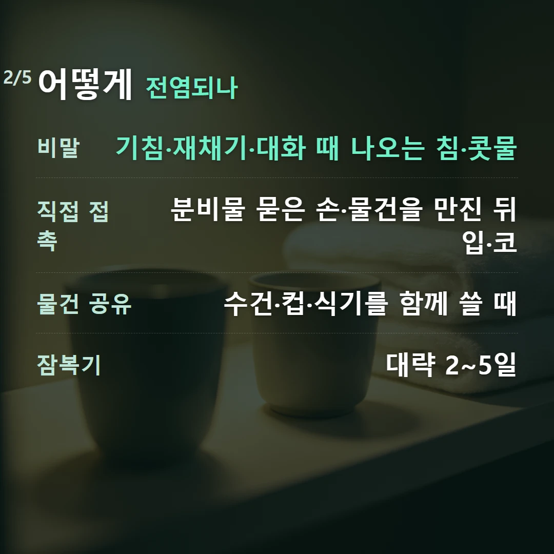 어떻게 전염되나 — 비말 기침·재채기·대화 때 나오는 침·콧물, 직접 접촉 분비물 묻은 손·물건을 만진 뒤 입·코, 물건 공유 수건·컵·식기를 함께 쓸 때, 잠복기 대략 2~5일