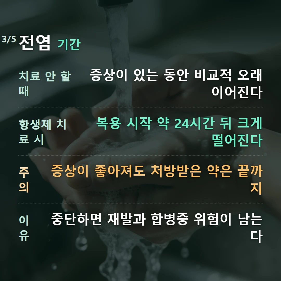 전염 기간 — 치료 안 할 때 증상이 있는 동안 비교적 오래 이어진다, 항생제 치료 시 복용 시작 약 24시간 뒤 크게 떨어진다, 주의 증상이 좋아져도 처방받은 약은 끝까지, 이유 중단하면 재발과 합병증 위험이 남는다