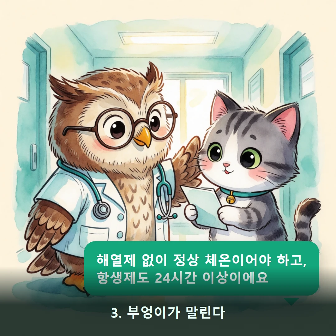 웹툰 3컷 — 3. 부엉이가 말린다 (해열제 없이 정상 체온이어야 하고, 항생제도 24시간 이상이에요)