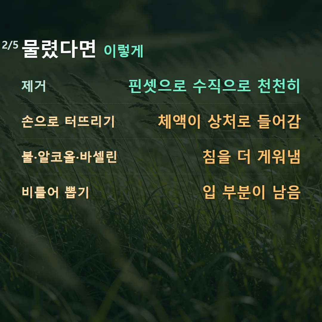 물렸다면 이렇게 — 제거 핀셋으로 수직으로 천천히, 손으로 터뜨리기 체액이 상처로 들어감, 불·알코올·바셀린 침을 더 게워냄, 비틀어 뽑기 입 부분이 남음