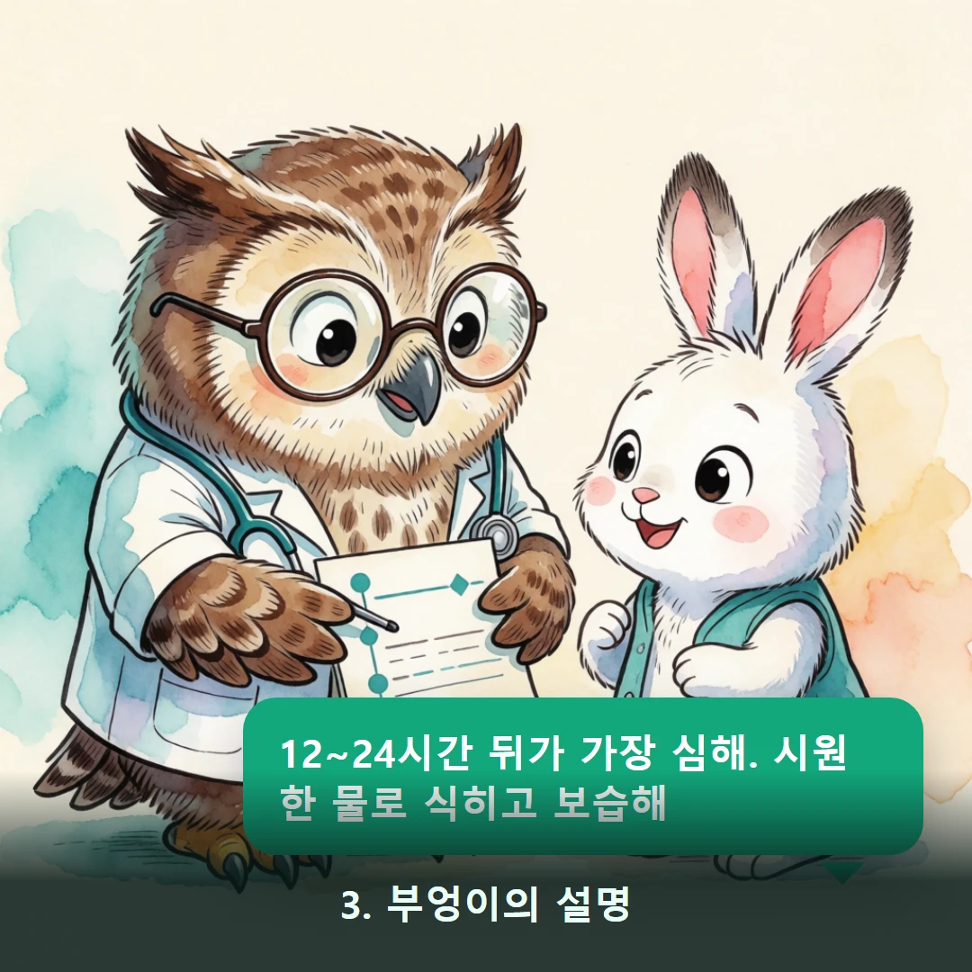 웹툰 3컷 — 3. 부엉이의 설명 (12~24시간 뒤가 가장 심해. 시원한 물로 식히고 보습해)