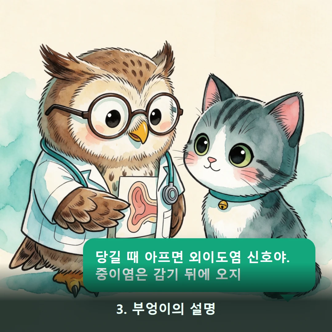 웹툰 3컷 — 3. 부엉이의 설명 (당길 때 아프면 외이도염 신호야. 중이염은 감기 뒤에 오지)