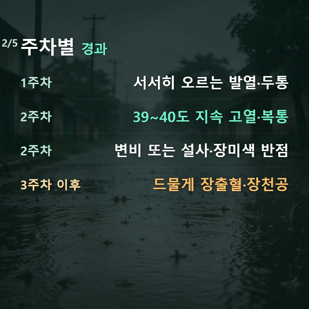 주차별 경과 — 1주차 서서히 오르는 발열·두통, 2주차 39~40도 지속 고열·복통, 2주차 변비 또는 설사·장미색 반점, 3주차 이후 드물게 장출혈·장천공