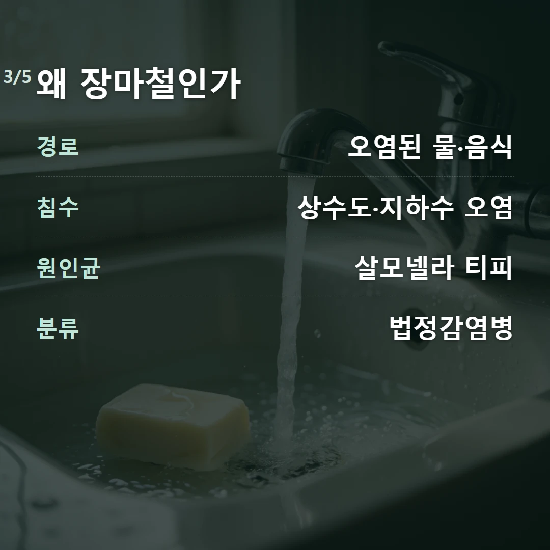 왜 장마철인가 — 경로 오염된 물·음식, 침수 상수도·지하수 오염, 원인균 살모넬라 티피, 분류 법정감염병